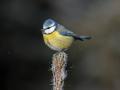 Ime datoteke=Plavcek_Blue_tit_39.jpg
Velikost datoteke=155KB
Dimenzija=900x675
Datum objave=24.07.2026 Plavcek_Blue_tit_39.jpg