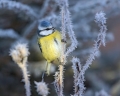 Plavcek_Blue_tit_40.jpg