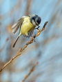 Plavcek_Blue_tit_41.jpg