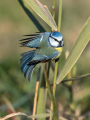 Ime datoteke=Plavcek_Blue_tit_42.jpg
Velikost datoteke=343KB
Dimenzija=675x900
Datum objave=24.07.2026 Plavcek_Blue_tit_42.jpg