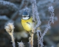 Plavcek_Blue_tit_43.jpg