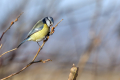 Ime datoteke=Plavcek_Blue_tit_44.jpg
Velikost datoteke=249KB
Dimenzija=900x600
Datum objave=09.08.2026 Plavcek_Blue_tit_44.jpg