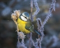 Plavcek_Blue_tit_45.jpg