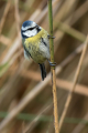 Ime datoteke=Plavcek_Blue_tit_51.jpg
Velikost datoteke=259KB
Dimenzija=600x900
Datum objave=09.08.2026 Plavcek_Blue_tit_51.jpg