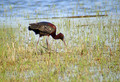Plevica_Glossy_ibis_Plegadis_falcinellus_Ibisi_Threkionithidae_01.jpg