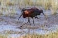 Plevica_Glossy_ibis_Plegadis_falcinellus_Ibisi_Threkionithidae_08.jpg