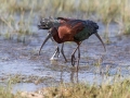 Plevica_Glossy_ibis_Plegadis_falcinellus_Ibisi_Threkionithidae_11.jpg