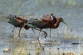 Plevica_Glossy_ibis_Plegadis_falcinellus_Ibisi_Threkionithidae_16.jpg