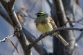 Plotni_strnad_Cirl_bunting_11.jpg