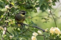 Plotni_strnad_Cirl_bunting_12.jpg