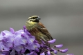 Plotni_strnad_Cirl_bunting_14.jpg