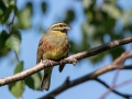 Plotni_strnad_Cirl_bunting_15.jpg