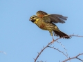 Plotni_strnad_Cirl_bunting_19.jpg