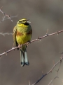 Plotni_strnad_Cirl_bunting_20.jpg