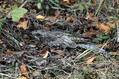Podhujka_Nightjar_caprimulgus_europaeus_Lezetrudniki_Caprimulgidae_01.jpg