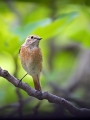 Pogorelcek_Redstart_14.jpg