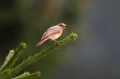 Pogorelcek_Redstart_Phoenicurus_phoenicurus_Drozgi_Turdidae_12.jpg