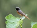 Pogorelcek_Redstart_Phoenicurus_phoenicurus_Drozgi_Turdidae_13~0.jpg