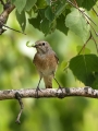 Pogorelcek_Redstart_Phoenicurus_phoenicurus_Drozgi_Turdidae_14.jpg