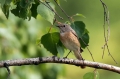 Pogorelcek_Redstart_Phoenicurus_phoenicurus_Drozgi_Turdidae_16.jpg