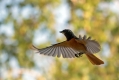 Pogorelcek_Redstart_Phoenicurus_phoenicurus_Drozgi_Turdidae_18.jpg