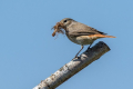 Pogorelcek_Redstart_Phoenicurus_phoenicurus_Drozgi_Turdidae_23.jpg