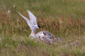 Polarna_cigra_Arctic_tern_Sterna_paradisaea_Cigra_Cigre_Sternidae_06_-_kopija.jpg