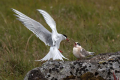 Polarna_cigra_Arctic_tern_Sterna_paradisaea_Cigra_Cigre_Sternidae_07.jpg