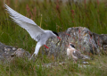 Polarna_cigra_Arctic_tern_Sterna_paradisaea_Cigra_Cigre_Sternidae_09.jpg