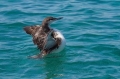 Polarni_slapnik_Black_throated_diver_Gavia_arctika_Slapniki_Gaviidae_03.jpg