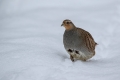 Poljska_jebica_Grey_partridge_Perdix_perdix_Poljske_kure_Phasianidae_01.jpg