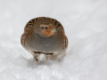 Poljska_jebica_Grey_partridge_Perdix_perdix_Poljske_kure_Phasianidae_05.jpg