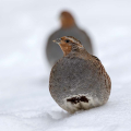 Poljska_jebica_Grey_partridge_Perdix_perdix_Poljske_kure_Phasianidae_06.jpg