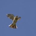 Poljski_skrjanec_Skylark_08.jpg