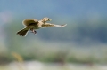 Poljski_skrjanec_Skylark_10.jpg