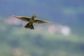 Poljski_skrjanec_Skylark_15.jpg