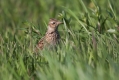 Poljski_skrjanec_Skylark_16.jpg