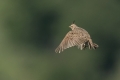 Poljski_skrjanec_Skylark_22.jpg