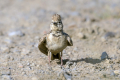 Poljski_skrjanec_Skylark_31.jpg