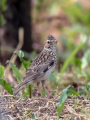 Ime datoteke=Poljski_skrjanec_Skylark_32.jpg
Velikost datoteke=438KB
Dimenzija=675x900
Datum objave=24.07.2026 Poljski_skrjanec_Skylark_32.jpg