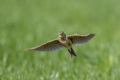 Poljski_skrjanec_Skylark_33.jpg
