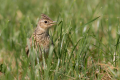 Poljski_skrjanec_Skylark_34.jpg