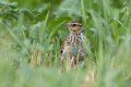 Poljski_skrjanec_Skylark_36.jpg