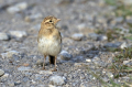 Poljski_skrjanec_Skylark_39.jpg