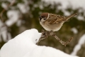 Poljski_vrabec_Tree_sparrow_11.jpg