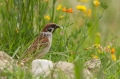 Poljski_vrabec_Tree_sparrow_15.jpg