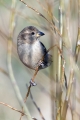 Poljski_vrabec_Tree_sparrow_18.jpg