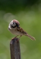 Poljski_vrabec_Tree_sparrow_21.jpg