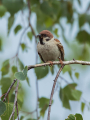 Poljski_vrabec_Tree_sparrow_23.jpg