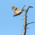 Poljski_vrabec_Tree_sparrow_26.jpg